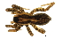  (Pardosa furcifera - HLC13432)  @16 [ ] CreativeCommons - Attribution (2009) Unspecified Centre for Biodiversity Genomics