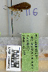  (Rhyacophila appalachia - 09MNKK0356)  @11 [ ] Copyright (2010) Unspecified Rutgers University