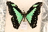  (Papilio phorcas - CHER 1499)  @13 [ ] Copyright (2011) NMK National Museums of Kenya