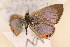  (Hypolycaena hatita - NN 1448)  @12 [ ] Copyright (2011) NMK National Museums of Kenya