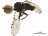  ( - BIOUG43160-A07)  @11 [ ] CreativeCommons - Attribution (2019) CBG Photography Group Centre for Biodiversity Genomics