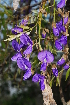  (Bolusanthus speciosus - RL1251)  @11 [ ] Unspecified (default): All Rights Reserved  Unspecified Unspecified