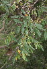  (Combretum stylesii - OM0997)  @11 [ ] Unspecified (default): All Rights Reserved  Unspecified Unspecified
