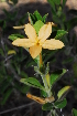  (Barleria rotundifolia - OM1327)  @14 [ ] Unspecified (default): All Rights Reserved  Unspecified Unspecified