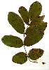  (Markhamia obtusifolia - OM1875)  @11 [ ] Copyright  - Unspecified