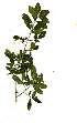  (Vitellariopsis dispar - OM1880)  @11 [ ] Copyright  - Unspecified