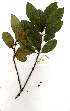 (Cassipourea gummiflua var. verticillata - OM1882)  @11 [ ] Copyright  - Unspecified