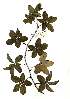  (Adenia fruticosa - OM1950)  @11 [ ] Copyright  - Unspecified