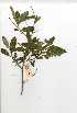  (Solanum panduriforme - OM0326)  @11 [ ] Copyright  - Unspecified