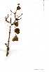  (Tetradenia riparia - OM0881)  @11 [ ] Copyright  - Unspecified