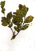  (Combretum erythrophyllum - RL1466)  @11 [ ] Copyright  - Unspecified
