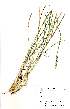  (Setaria sphacelata var. sphacerlata - BS021)  @11 [ ] No Rights Reserved (2011) Olivier Maurin University of Johannesburg