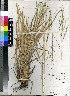  (Panicum infestum - Ellis_RP_5246)  @11 [ ] No Rights Reserved  Unspecified Unspecified