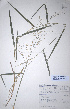  (Danthoniopsis pruinosa - KNP102)  @11 [ ] Unspecified (default): All Rights Reserved  Unspecified Unspecified