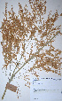  (Phragmites mauritianus - KNP105)  @11 [ ] Unspecified (default): All Rights Reserved  Unspecified Unspecified