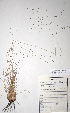  (Eragrostis chloromelas - KNP131)  @11 [ ] Unspecified (default): All Rights Reserved  Unspecified Unspecified