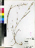  (Panicum genuflexum - Lubbe_RA_653)  @11 [ ] No Rights Reserved  Unspecified Unspecified