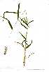  (Setaria sagittifolia - OM0698)  @11 [ ] Copyright  - Unspecified