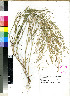  (Eragrostis virescens - PRE202)  @11 [ ] No Rights Reserved (2011) Olivier Maurin University of Johannesburg