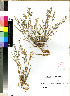  (Eragrostis procumbens - PRE207)  @11 [ ] No Rights Reserved (2011) Olivier Maurin University of Johannesburg