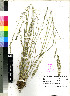  (Eragrostis echinochloidea - PRE226)  @11 [ ] No Rights Reserved (2011) Olivier Maurin University of Johannesburg