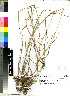  (Agrostis lachnantha - PRE301)  @11 [ ] No Rights Reserved  Olivier Maurin University of Johannesburg