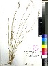  (Aristida junciformis - PRE339)  @11 [ ] No Rights Reserved  Unspecified Unspecified