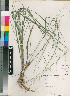  (Stipa dregeana - PRE590)  @11 [ ] No Rights Reserved  Unspecified Unspecified