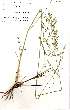  (Eragrostis cylindriflora - RBN135)  @11 [ ] No Rights Reserved (2011) Olivier Maurin University of Johannesburg