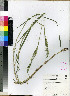  (Panicum maximum - Smook_L_8945)  @11 [ ] No Rights Reserved  Unspecified Unspecified