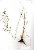  (Eragrostis rotifer - YBK077)  @11 [ ] Copyright  - Unspecified