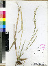  (Panicum pilgerianum - _Snow_N_et_Chatakuta_M_6912)  @11 [ ] No Rights Reserved  Unspecified Unspecified