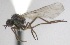  (Rhamphomyia rivalis - KNWR-Ento-1968)  @11 [ ] No Rights Reserved (2014) Unspecified U.S. Fish and Wildlife Service