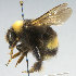  (Bombus mckayi - KNWR 2800)  @15 [ ] No Rights Reserved (2012) Unspecified U.S. Fish and Wildlife Service