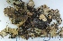  (Peltigera degenii - KNWR Herb 9053)  @11 [ ] CreativeCommons - Attribution Non-Commercial Share-Alike (2013) Unspecified U.S. Fish and Wildlife Service
