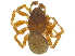  (Scolopembolus littoralis - BIOUG20046-D04)  @13 [ ] CreativeCommons - Attribution (2015) CBG Photography Group Centre for Biodiversity Genomics