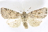  (Anathix aggressa - BIOUG24422-B04)  @14 [ ] CreativeCommons - Attribution (2015) CBG Photography Group Centre for Biodiversity Genomics