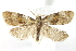  (Phalonidia lepidana - BIOUG24423-B04)  @15 [ ] CreativeCommons - Attribution (2015) CBG Photography Group Centre for Biodiversity Genomics