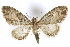 (Eupithecia lariciata - BIOUG24423-F02)  @15 [ ] CreativeCommons - Attribution (2015) CBG Photography Group Centre for Biodiversity Genomics