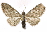  (Eupithecia fletcherata - BIOUG24423-F04)  @14 [ ] CreativeCommons - Attribution (2015) CBG Photography Group Centre for Biodiversity Genomics