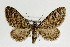  (Eupithecia gelidata - KS0144)  @14 [ ] Unspecified (default): All Rights Reserved  Unspecified Unspecified