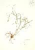  (Carex cristatella - AP288)  @11 [ ] Copyright (2009) Unspecified University of Guelph BIO Herbarium