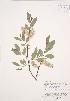  (Salix bebbiana - AP049)  @11 [ ] Copyright (2009) Unspecified University of Guelph BIO Herbarium