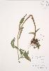  (Epilobium parviflorum - AP338)  @11 [ ] Unspecified (default): All Rights Reserved  Unspecified Unspecified