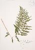  (Thelypteris noveboracensis - AP324)  @11 [ ] Copyright (2009) Unspecified University of Guelph BIO Herbarium