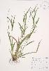  (Carex ormostachya - AP458)  @11 [ ] Unspecified (default): All Rights Reserved  Unspecified Unspecified