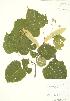  (Tilia americana - AP225)  @11 [ ] Copyright (2009) Unspecified University of Guelph BIO Herbarium