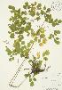  (Thalictrum pubescens - AP159)  @11 [ ] Unspecified (default): All Rights Reserved  Unspecified Unspecified