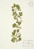  ( - AP027)  @11 [ ] Copyright (2009) Unspecified University of Guelph BIO Herbarium
