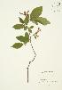  ( - AP045)  @11 [ ] Copyright (2009) Unspecified University of Guelph BIO Herbarium